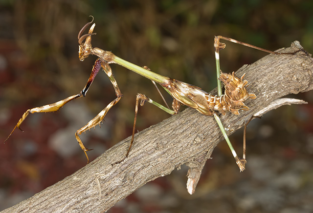 Empusa pennata?